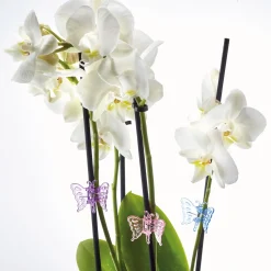 12 guides plantes papillon