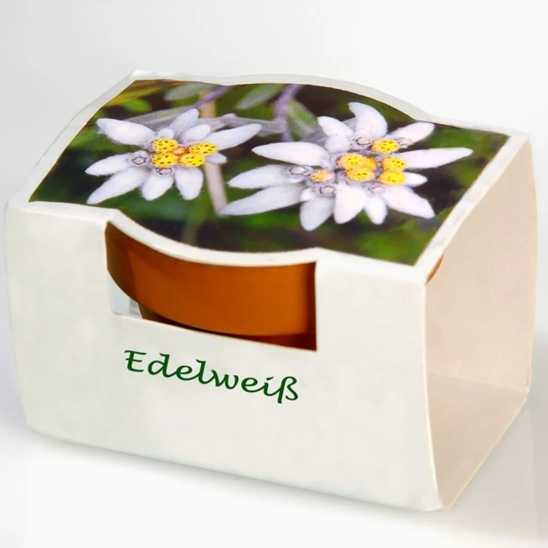 Edelweiss