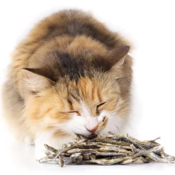 Friandises pour chats