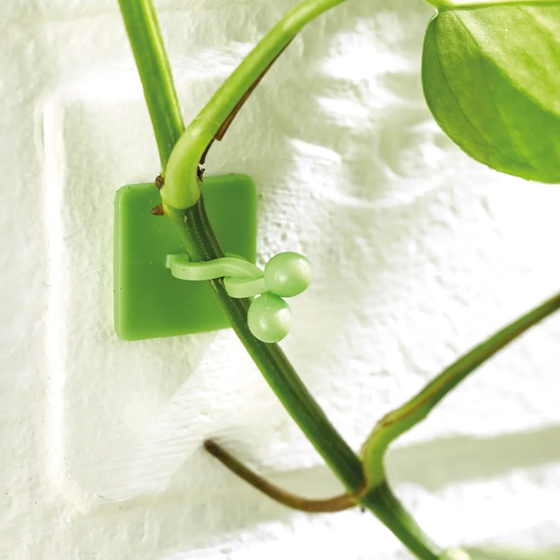 Lot de 50 guides de croissance