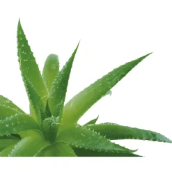 Lot de 2 savons à l'aloé vera