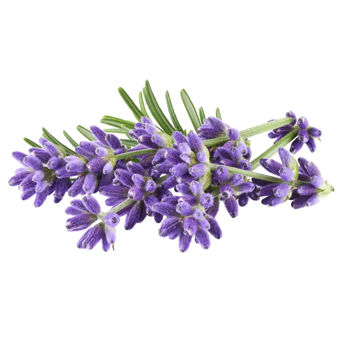 Nettoyant canalisation lavande