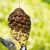 Nourriture oiseaux pomme de pin géante