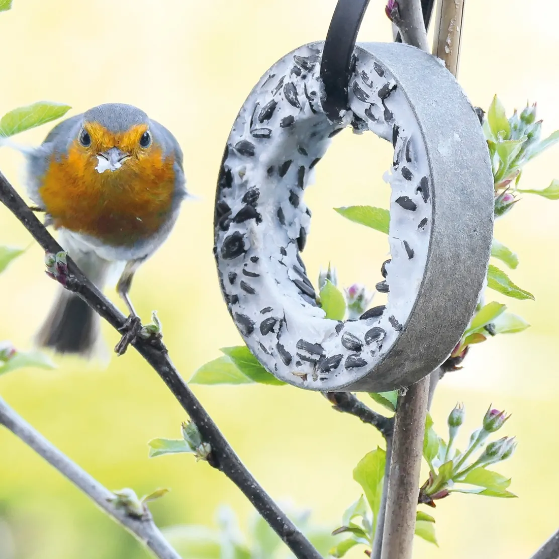 Plateau plaisirs pour oiseaux