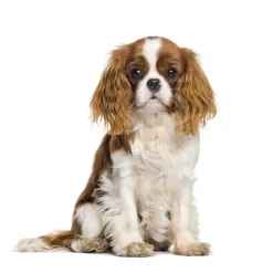 Sac de transport Summer dog