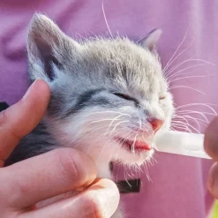 Vermipure liquide chat/chaton